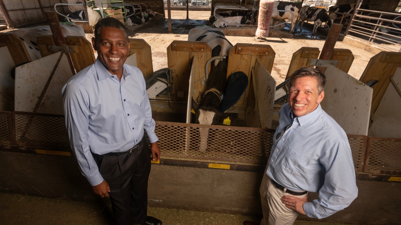 Ermias Kebreab, left, and Matthias Hess, right standing in front of stalls of dairy cows eating feed.