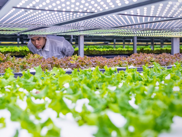 student researcher looking over plants in a greenhouse